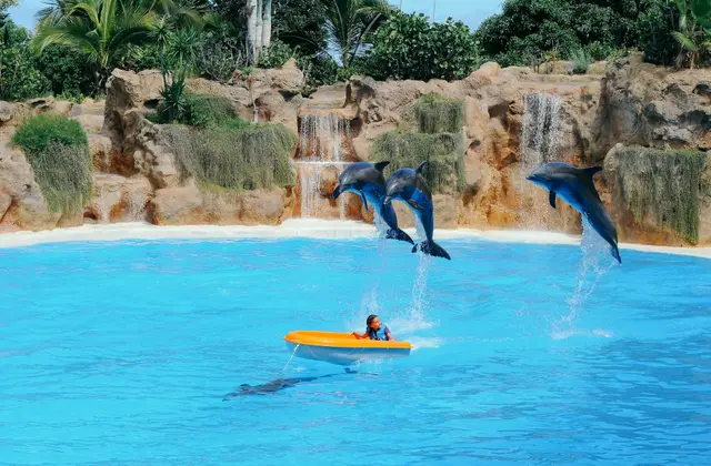 Bassin met dolfijnen in Loro Parque in Puerto de la Cruz
